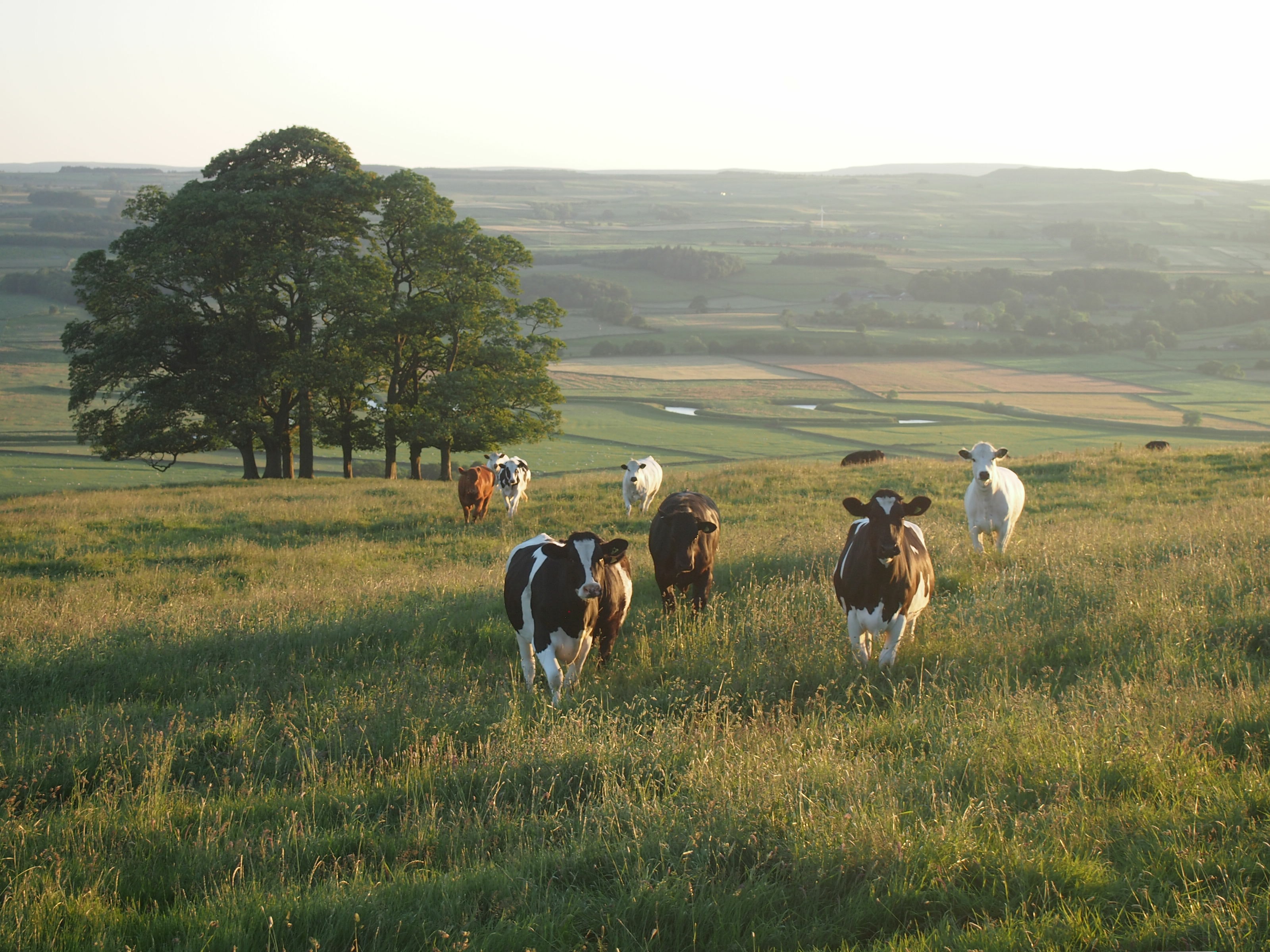 The UK needs a new independent body to protect the environment after Brexit