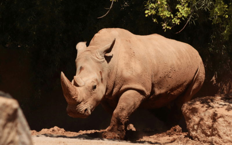 If fascism came to power, how similar would our reaction be to those in Ionesco’s&nbsp;“Rhinoceros”?